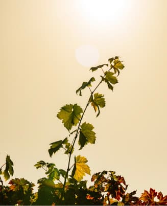 Vine in the sun