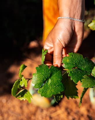 Vine with condensation